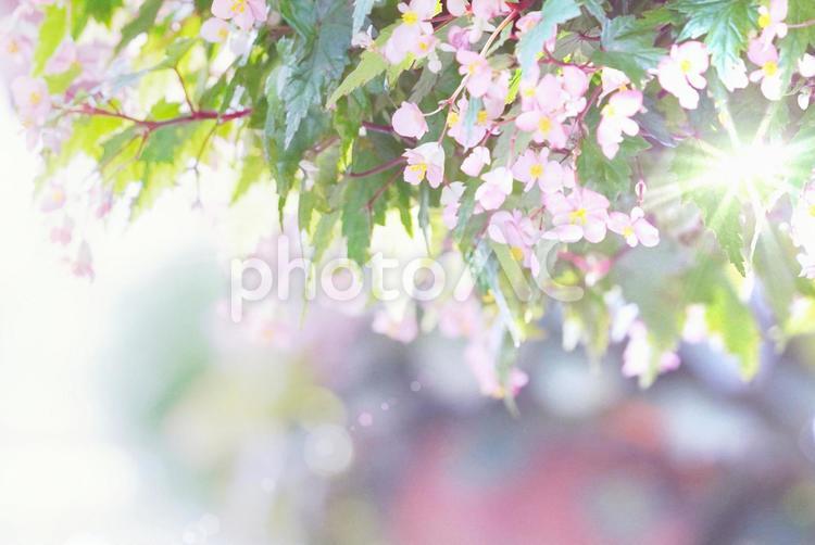 眩しい光に淡く輝くベゴニア（１） ベゴニア,花,ピンクの写真素材