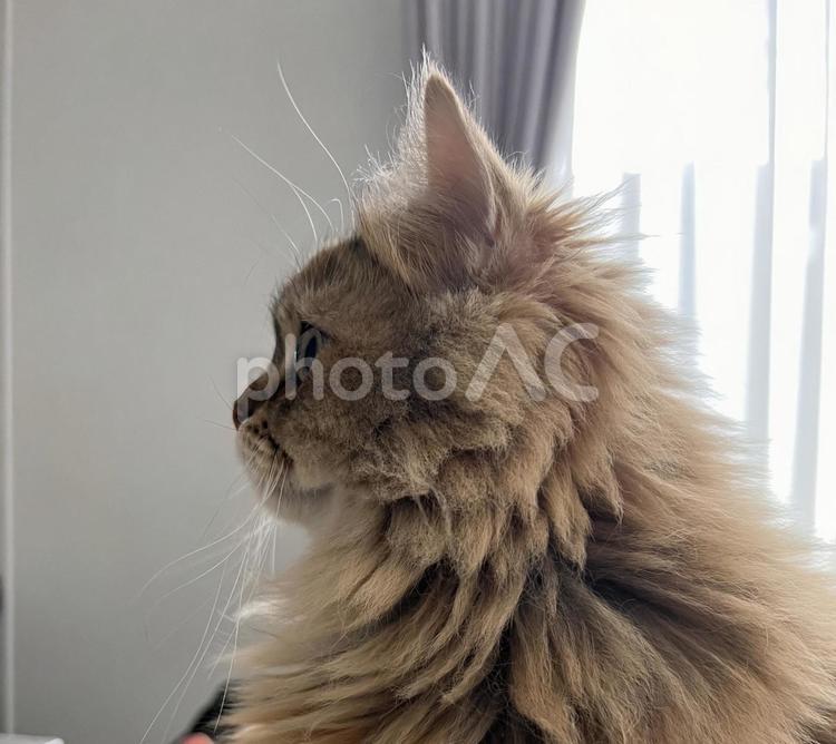 横を向いているペルシャ猫 動物,生き物,ふわふわの写真素材