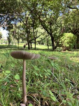 Mushroom, JPG