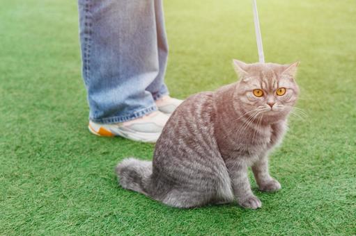 Photo, british short hair, cat, foot, 
