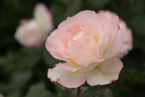 バラ園に咲く淡い色の薔薇を撮りましたの写真