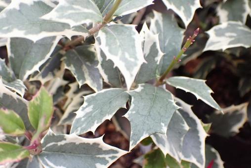 葉 クリスマス,植物,12月の写真素材