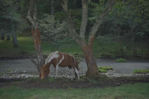 蓼科第二牧場の馬 蓼科第二牧場の馬の写真
