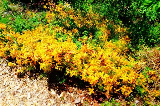 黄色い花 黄色い花の写真