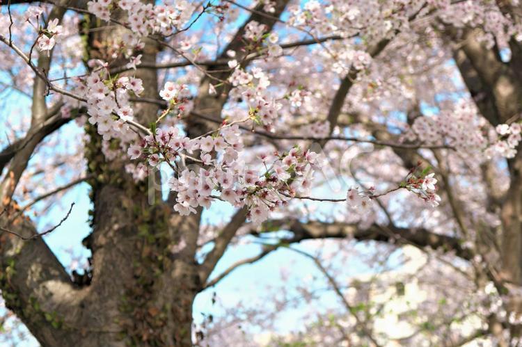 桜の木 晴れ,天気,景色の写真素材