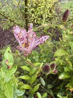 ホトトギスの花 01 ホトトギスの花 01の写真