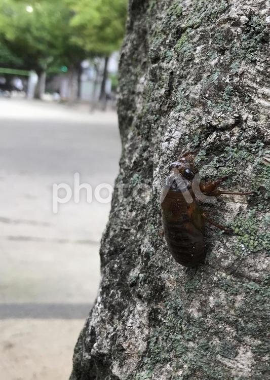 木に登る蝉の幼虫 蝉,幼虫,木の写真素材
