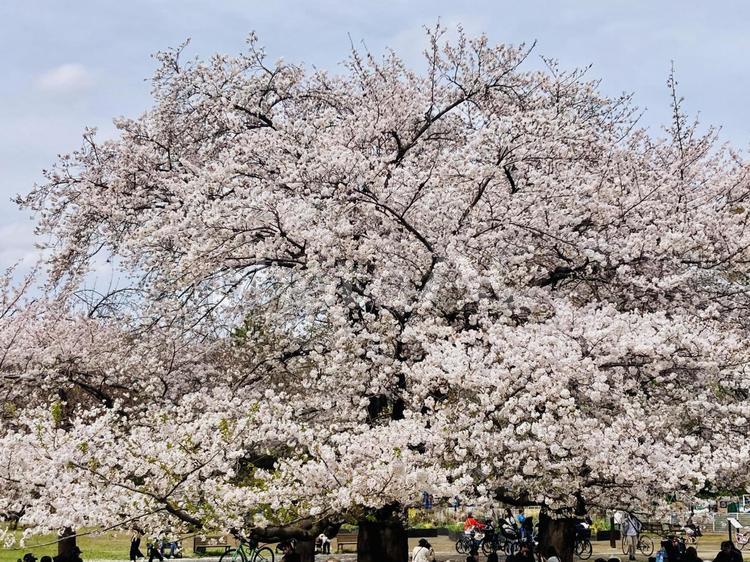 砧公園の桜 砧公園,桜,春の写真素材