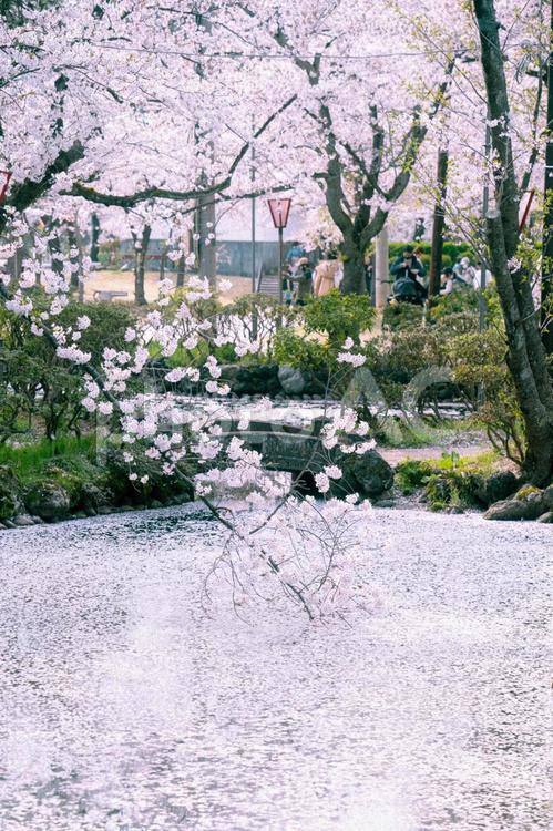 お堀に垂れる桜の枝 桜,春,木の枝の写真素材