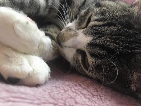 添い寝猫3 添い寝猫3 猫,ネコ,動物の写真素材