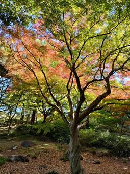 紅葉 紅葉 紅葉,秋,自然の写真素材