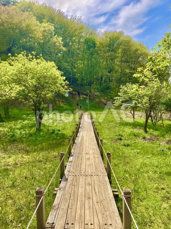 森のお散歩 山,ハイキング,散歩の写真素材
