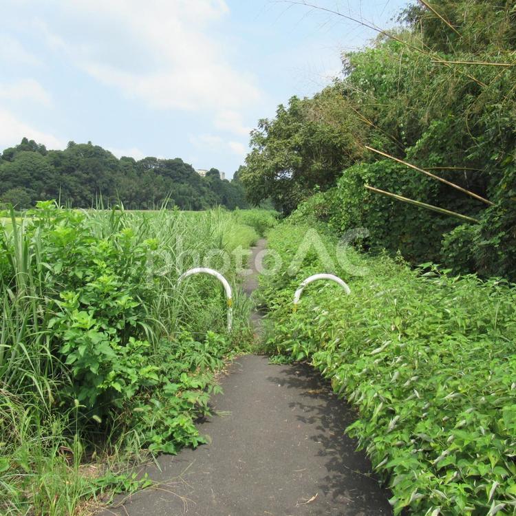 わずかに道と分かる雑草の伸びた土手の道 道,歩道,遊歩道の写真素材