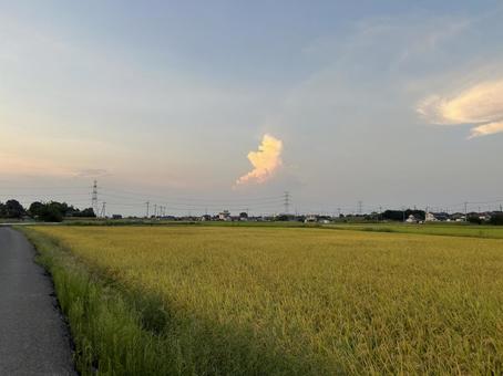 夕暮れの田んぼ 夕暮れの田んぼ 田んぼ,田,米の写真素材