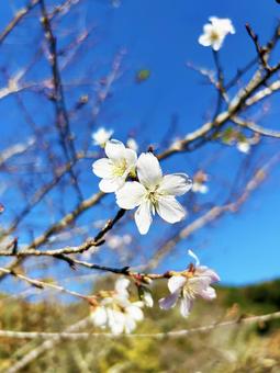青空と四季桜のアップ 空,シキザクラ,アップの写真素材