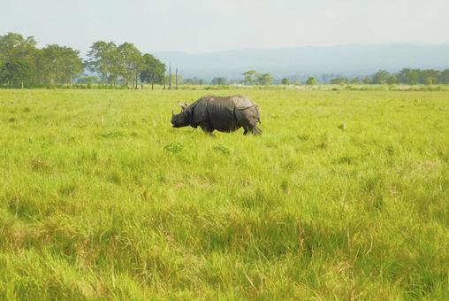 インドサイ チトワン国立公園 2 インドサイ チトワン国立公園 2 チトワン,ネパール,タライ平原の写真素材