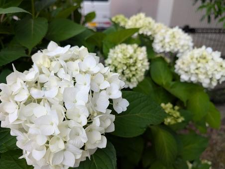 White hydrangea in the corner, JPG White hydrangea in the corner, JPG
