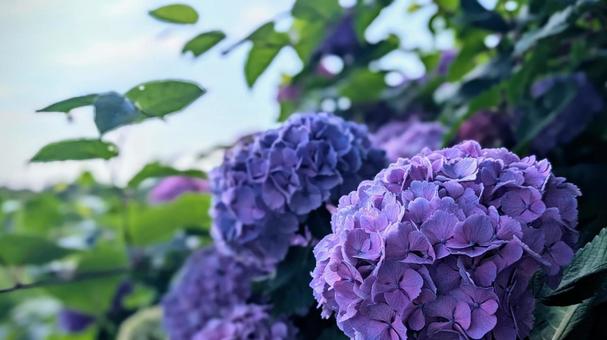 魅惑の紫、幻想紫陽花 アジサイ,紫陽花,紫の写真素材