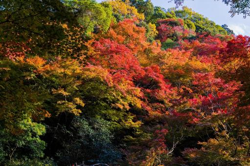 紅葉風景 紅葉風景,紅葉,箕面の写真素材