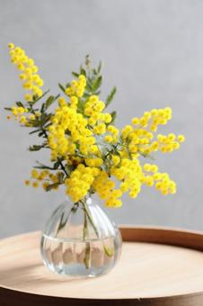 ミモザ ミモザ ミモザ,春,春の花の写真素材