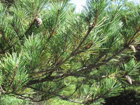 松ぼっくり 松ぼっくり,針葉樹,常緑の写真素材