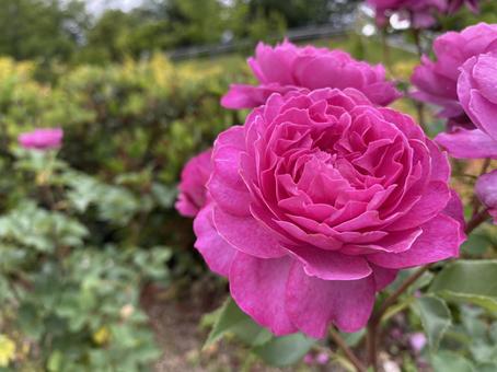 ピンクの薔薇 ピンクの薔薇の写真