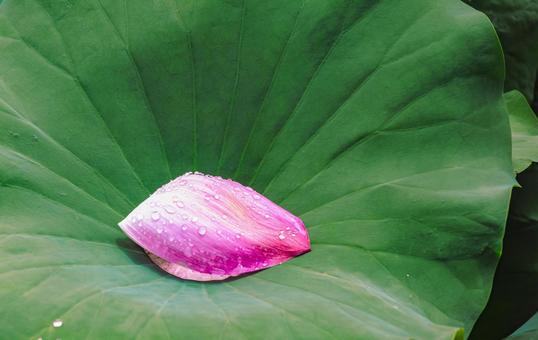 Photo, ancient lotus, lotus, lotus flower, 