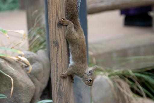 リス リス リス,ニホンリス,小動物の写真素材