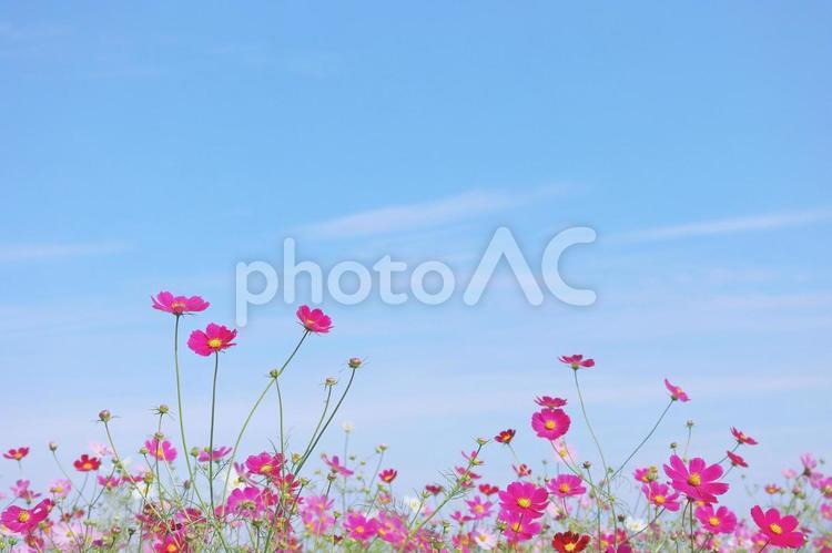 秋の空と鮮やかなピンクのコスモス コスモス,秋,花の写真素材