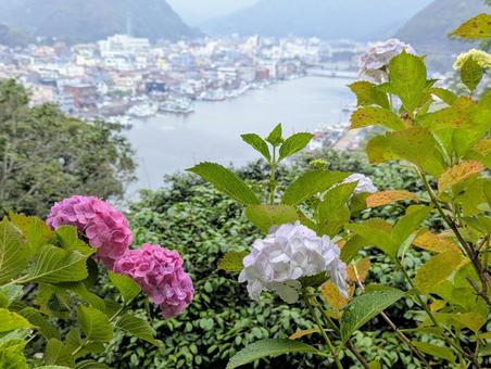 紫陽花と海 紫陽花と海の写真