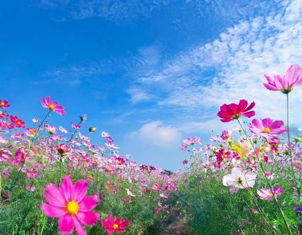 コスモス畑と秋の空5の写真