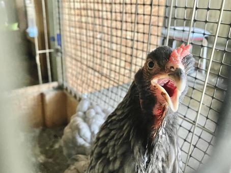 暑がる雌鶏 暑がる雌鶏の写真