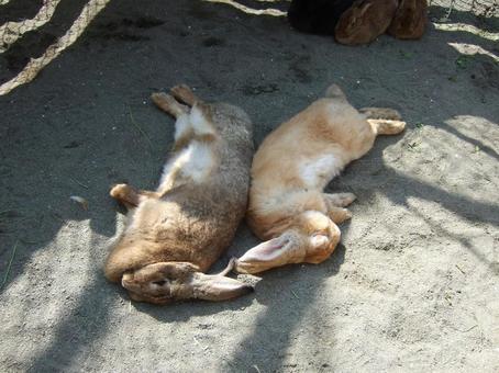 Sleeping rabbit, JPG