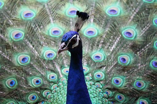 クジャク クジャクの写真