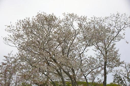桜 桜の写真