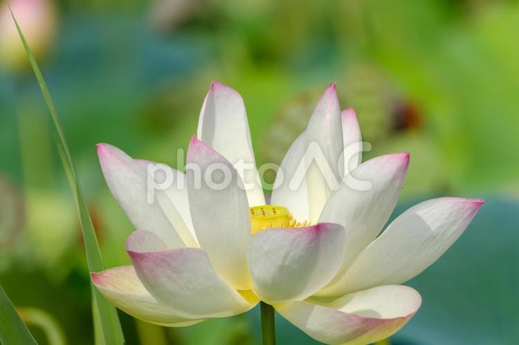 淡い紅を帯びた蓮の花 蓮,花,花びらの写真素材