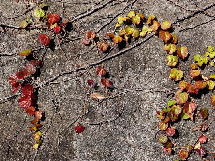 ハート型の紅葉したツタの葉 ハート,秋,紅葉の写真素材