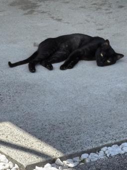 真夏の黒猫 真夏の黒猫 猫,黒猫,暑いの写真素材