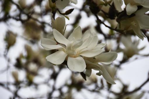 ハクモクレン（白木蓮） ハクモクレン,白,白木蓮の写真素材