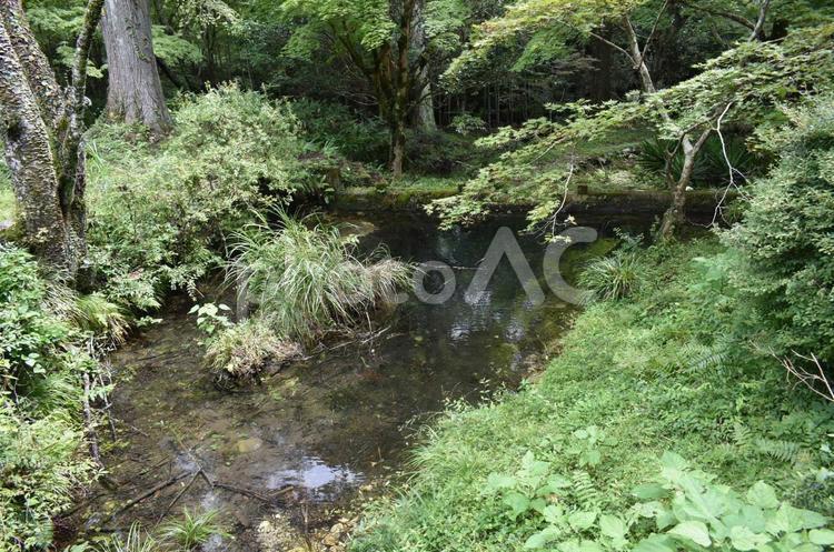 山中　池2 池,自然,梅雨の写真素材