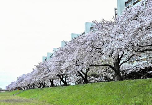 桜と土手 桜と土手の写真