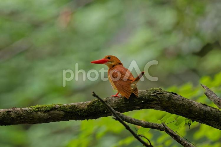 最北のアカショウビン アカショウビン,ブナの森,夏鳥の写真素材