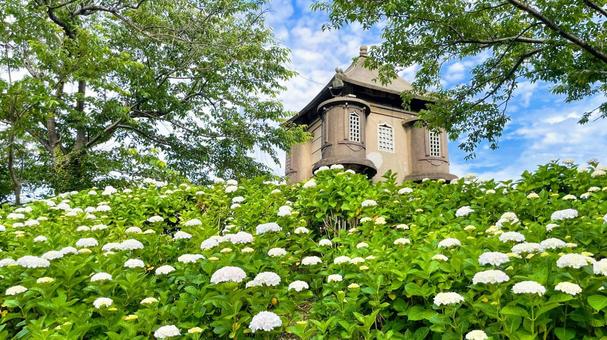 高塔山公園のあじさい 高塔山公園,北九州,若松区の写真素材