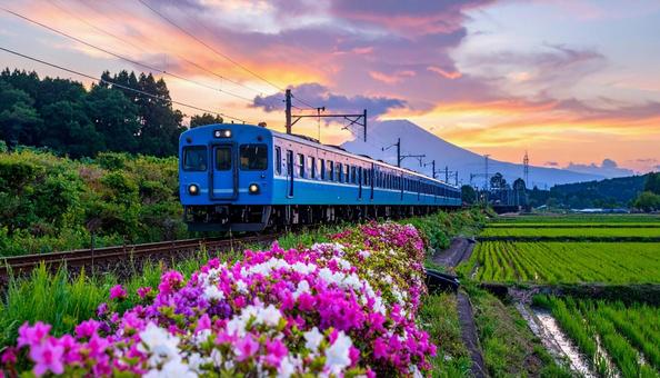 ツツジの花畑の中を走るブルートレインの旅 ツツジの花畑の中を走るブルートレインの旅の写真