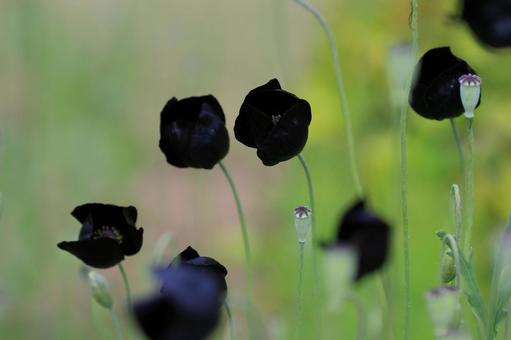 黒花ポピー・ブラックマジック 黒花ポピー・ブラックマジックの写真