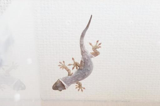 脱皮中のニホンヤモリ ペット 爬虫類 脱皮中のニホンヤモリ ペット 爬虫類の写真