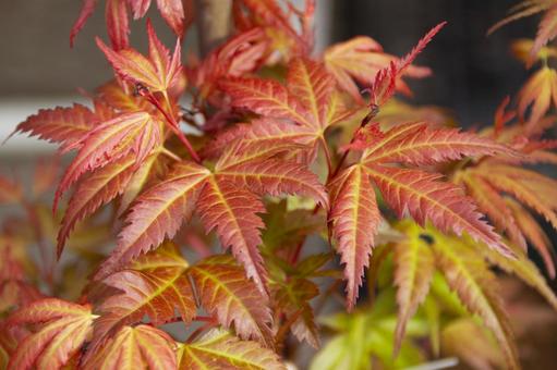 Momiji Red, maple, red, bud blowing red, JPG