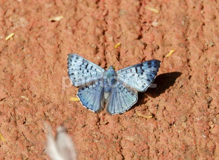 地面に止まるラサイアシジミタテハ 蝶,南米,シジミタテハの写真素材