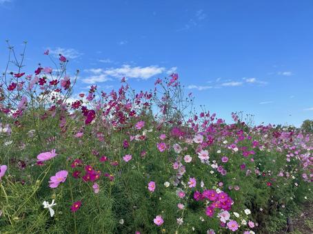 コスモス(秋桜)と青空 コスモス(秋桜)と青空の写真