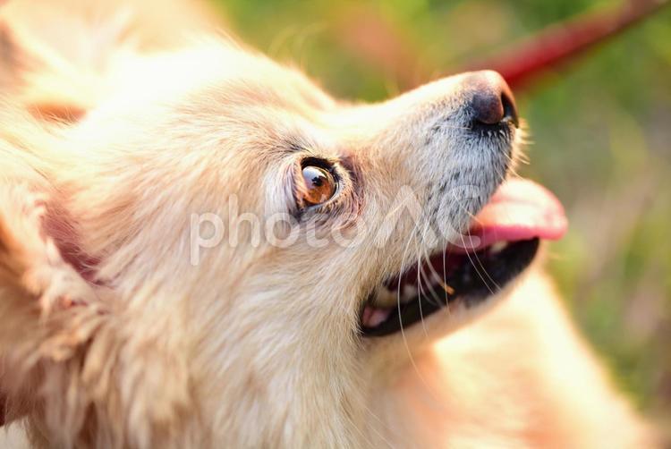 楽しそうにしている犬 犬,イヌ,ペットの写真素材